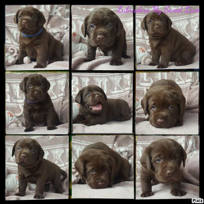 Chiots de Nayah et Napoleon 2017