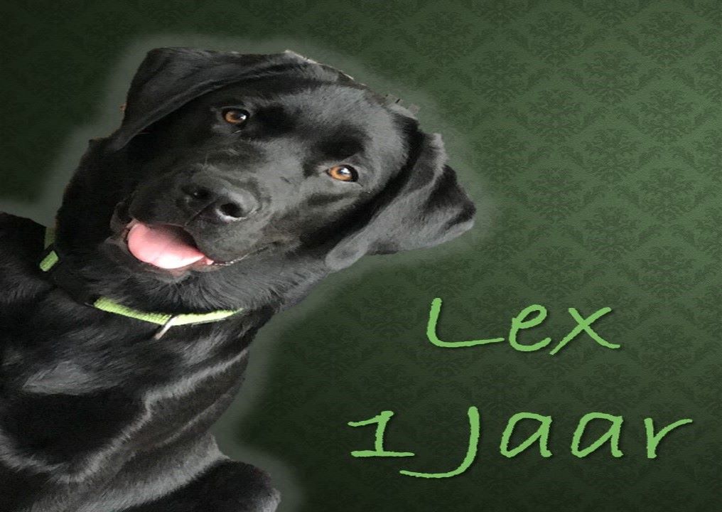 Joyeux anniversaire! Les chiots de Minah et Jack ont 1 an.