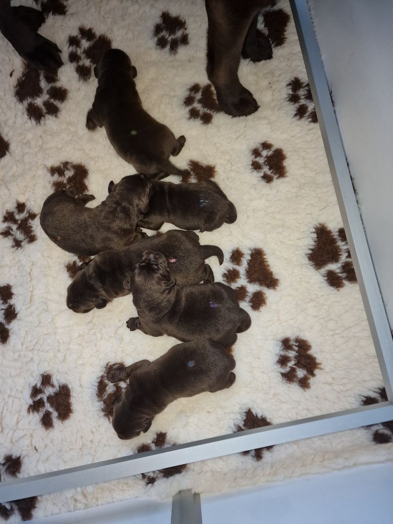 Chiot Labrador Retriever My sweet love