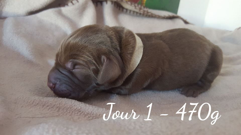 My sweet love - Labrador Retriever - Portée née le 01/05/2018