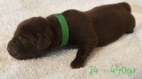 CHIOT