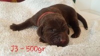 CHIOT