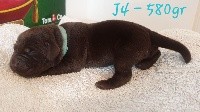 CHIOT
