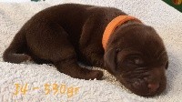 CHIOT