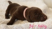 CHIOT