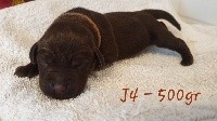 CHIOT