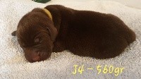 CHIOT
