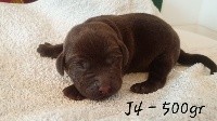 CHIOT