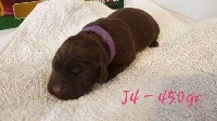 CHIOT