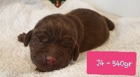 CHIOT