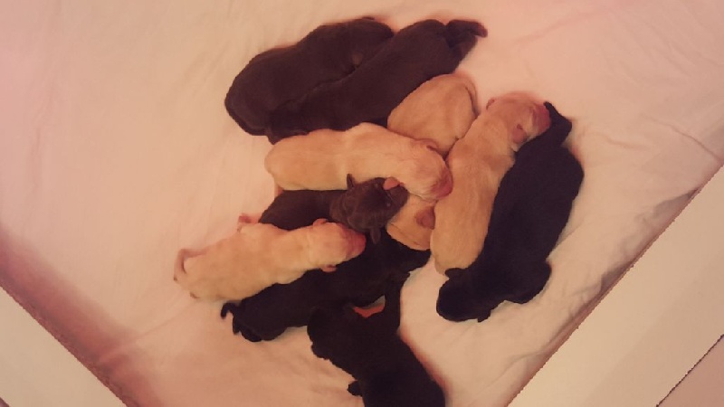 My sweet love - Labrador Retriever - Portée née le 09/03/2016