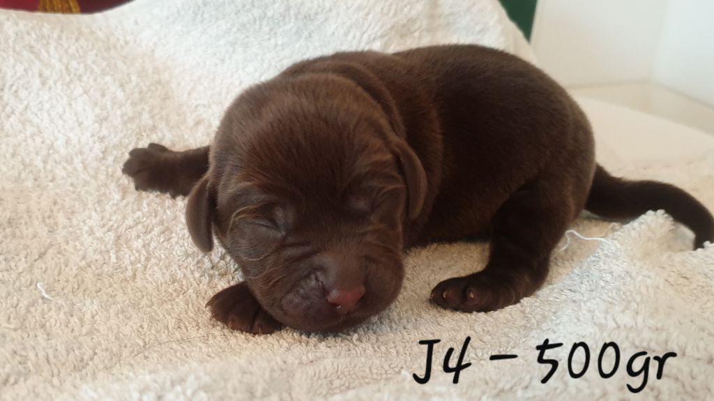 My sweet love - Labrador Retriever - Portée née le 01/06/2019