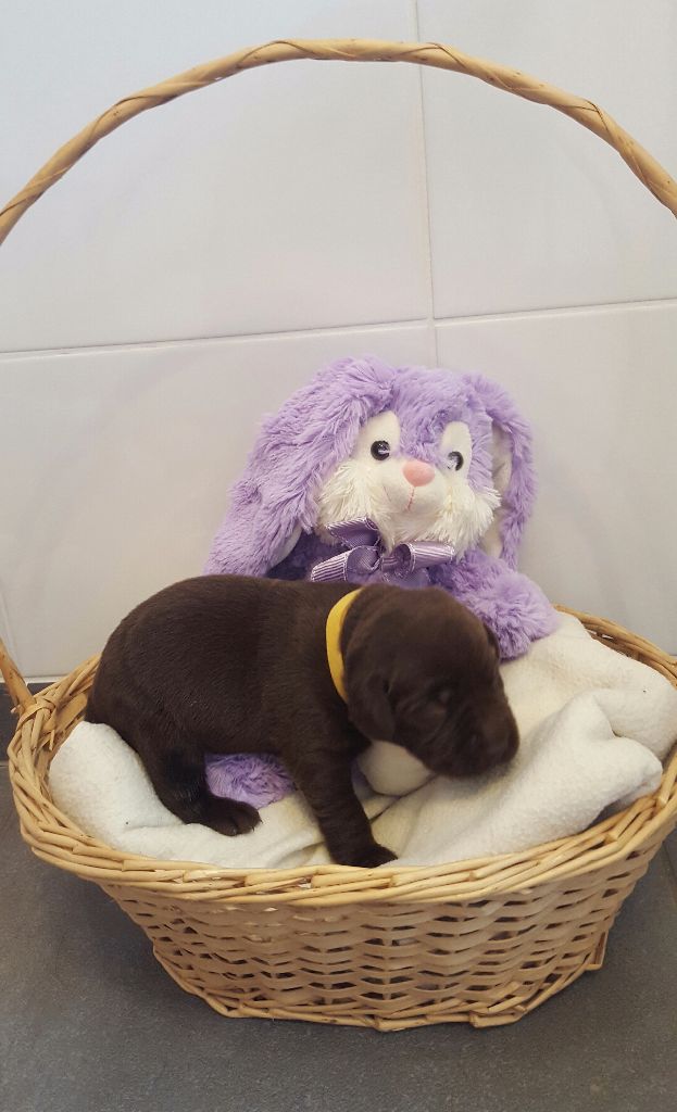 My sweet love - Labrador Retriever - Portée née le 05/04/2017